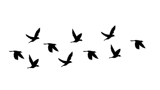 pngtree-birds-flying-illustration-vector-png-image_6440666